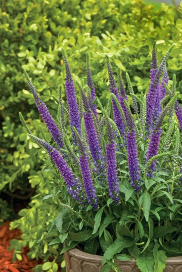 Magic Show&reg; 'Hocus Pocus' - Veronica (Spike Speedwell) from Paradise Acres Garden Center