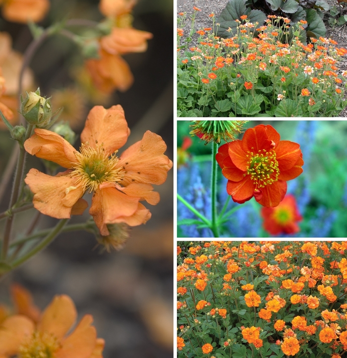 'Multiple Varieties' - Geum from Paradise Acres Garden Center