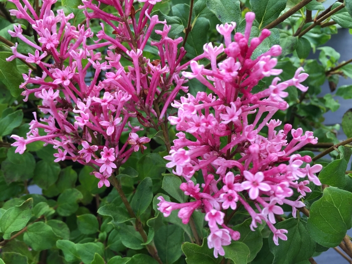 Bloomerang&reg; 'Dwarf Pink' - Syringa (Lilac) from Paradise Acres Garden Center