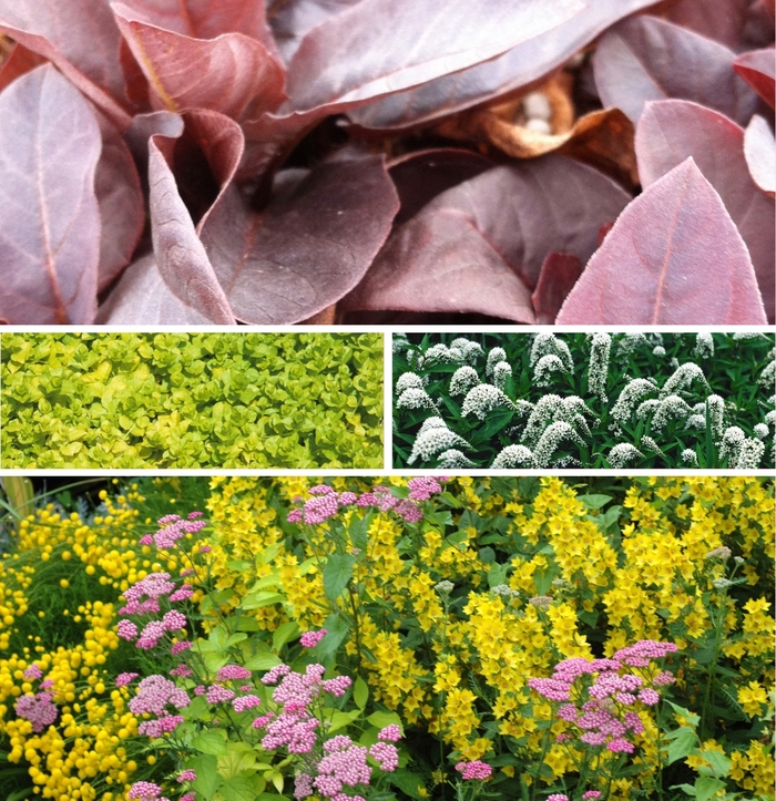 Assorted Moneywort - Lysimachia from Paradise Acres Garden Center