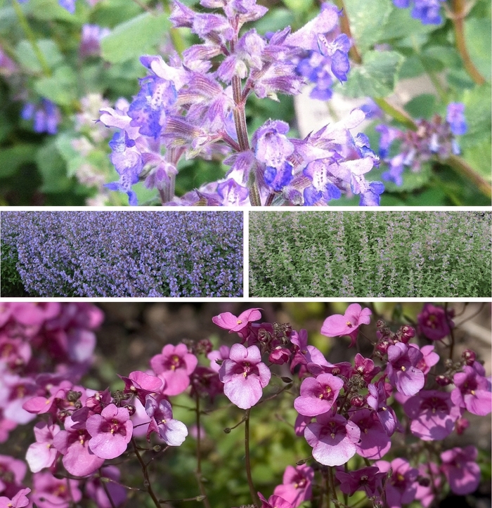 'Multiple Varieties' Catmint - Nepeta from Paradise Acres Garden Center