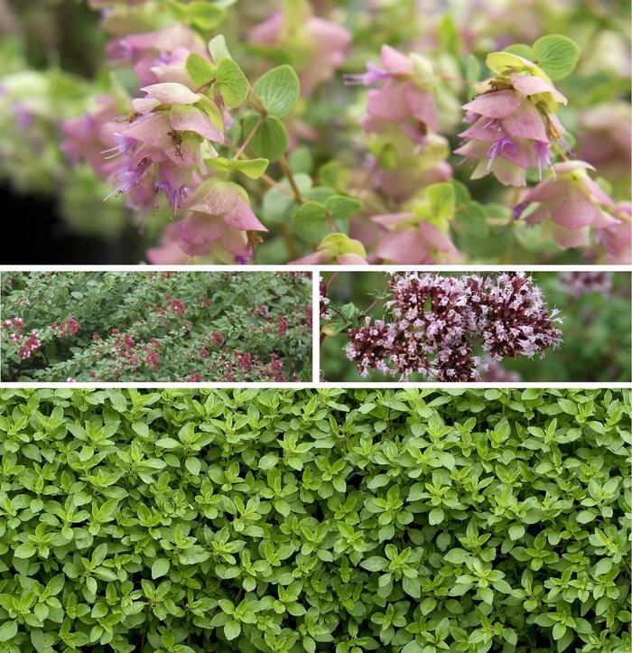'Multiple Varieties' Oregano - Origanum from Paradise Acres Garden Center
