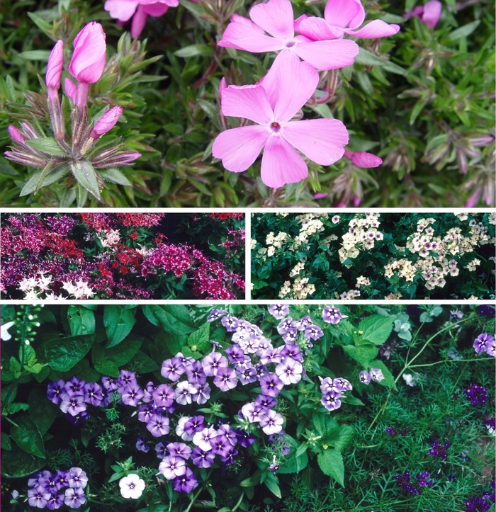 Assorted Annual Phlox - Phlox from Paradise Acres Garden Center