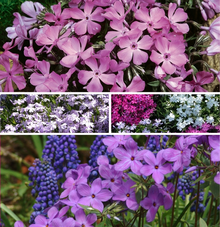Assorted Creeping Phlox - Phlox subulata from Paradise Acres Garden Center