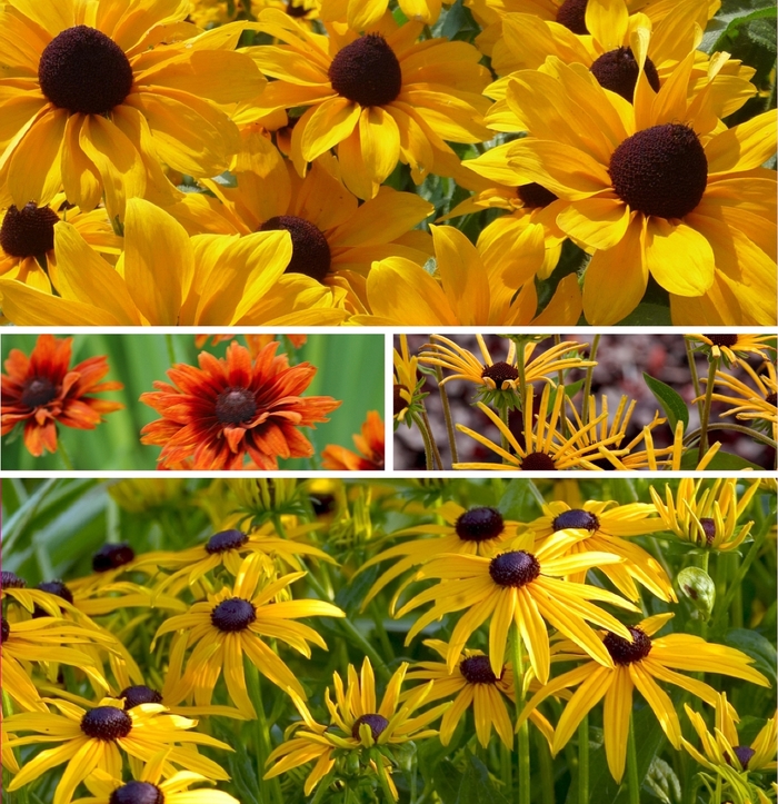 Assorted Black-Eyed Susan - Rudbeckia from Paradise Acres Garden Center