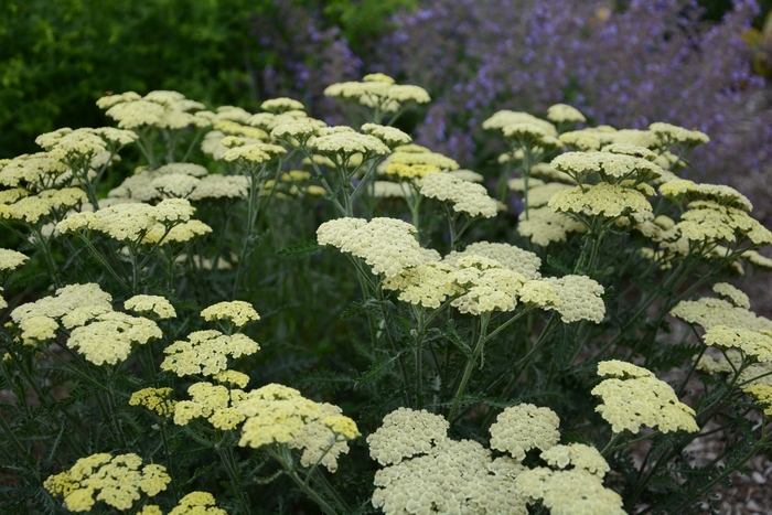 'Moon Dust&trade;' Yarrow - Achillea from Paradise Acres Garden Center