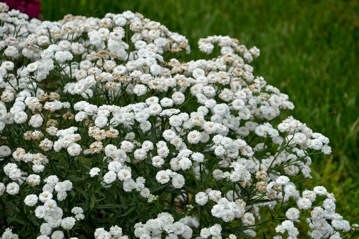 'Peter Cottontail' Sneezewort - Achillea ptarmica from Paradise Acres Garden Center