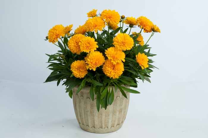 Solanna&trade; 'Golden Sphere' - Coreopsis grandiflora (Tickseed) from Paradise Acres Garden Center