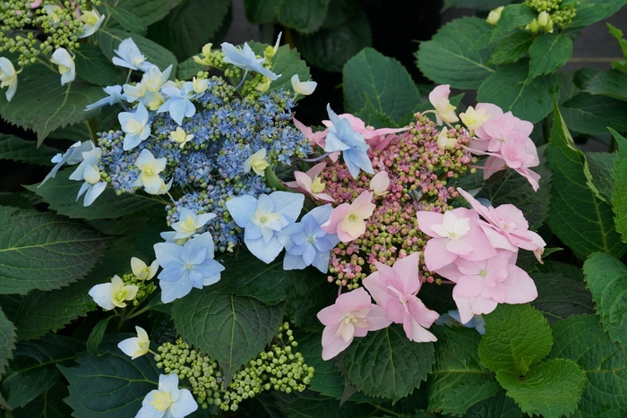 'Tuff Stuff Ah-Ha&reg;' Reblooming Mountain Hydrangea - Hydrangea serrata from Paradise Acres Garden Center