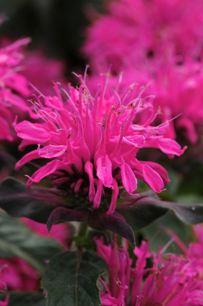 Balmy&trade; Rose - Monarda didyma (Bee Balm) from Paradise Acres Garden Center