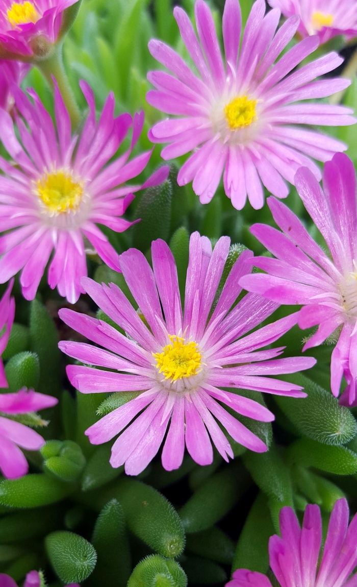 Jewel of Desert 'Candystone' - Delosperma (Ice Plant) from Paradise Acres Garden Center