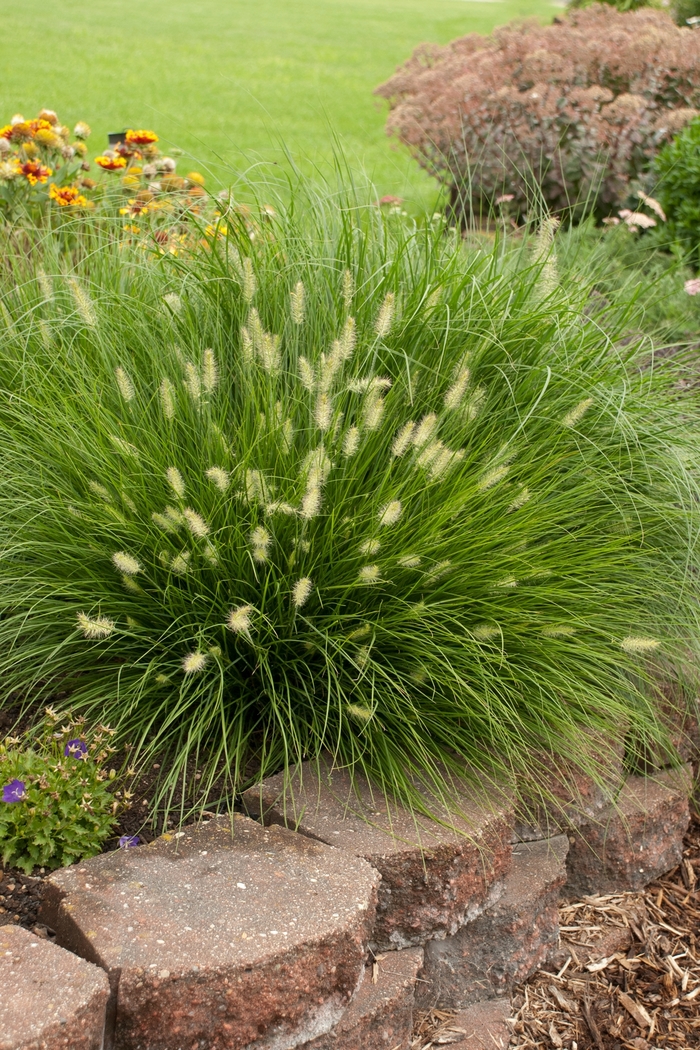 'Little Bunny' Miniature Fountain Grass - Pennisetum alopecuroides from Paradise Acres Garden Center