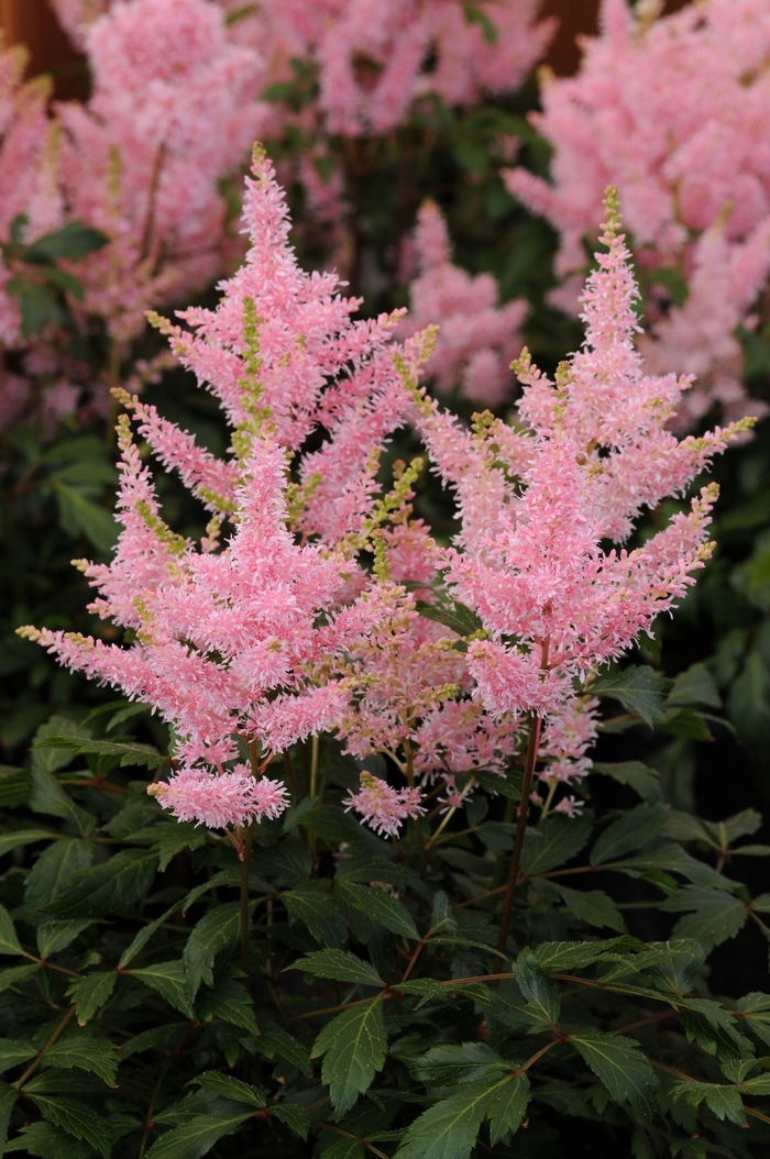 Younique&trade; Salmon - Astilbe japonica (False Spirea) from Paradise Acres Garden Center