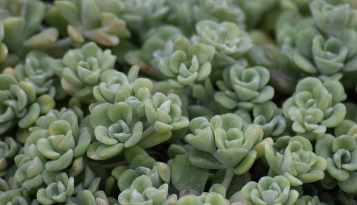'Cape Blanco' Stonecrop - Sedum spathulifolium from Paradise Acres Garden Center
