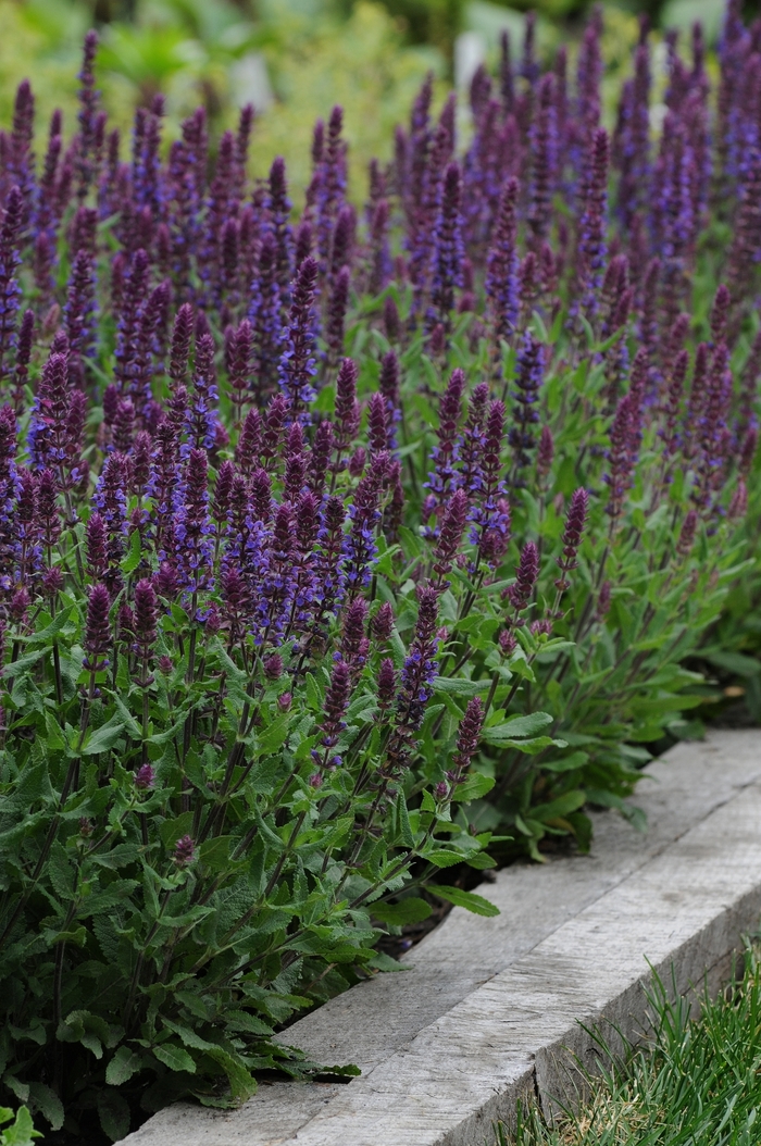 Lyrical&trade; 'Blues' - Salvia nemorosa (Meadow Sage) from Paradise Acres Garden Center