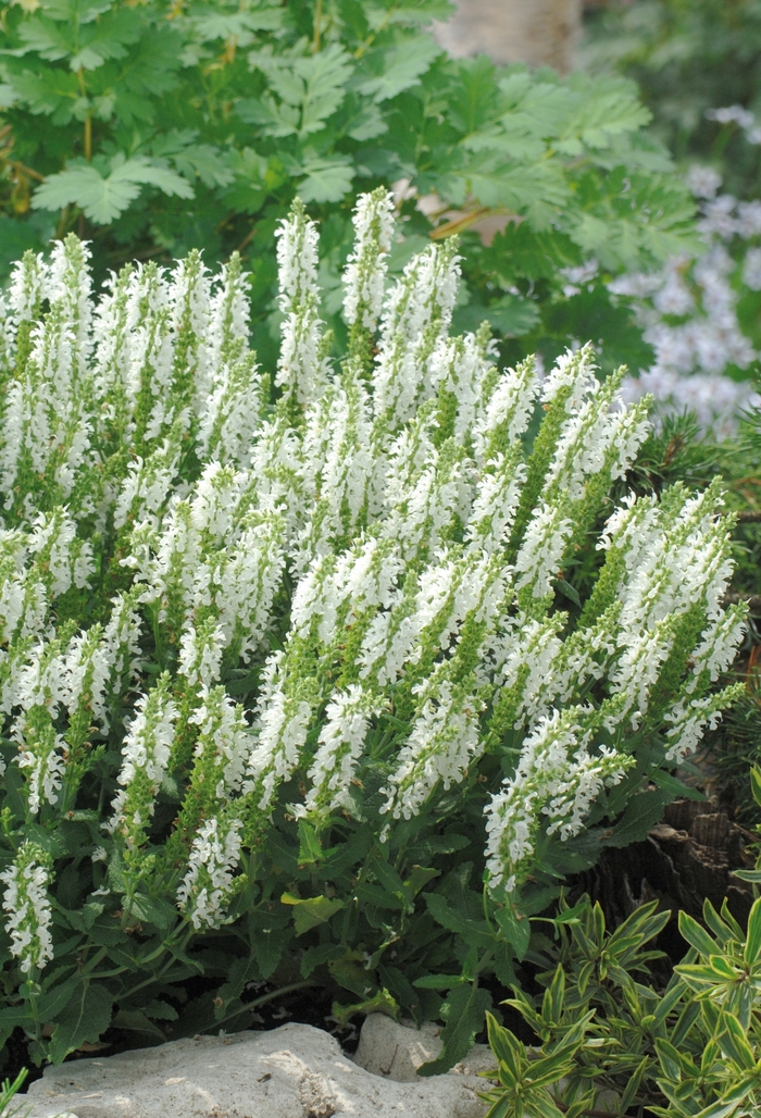 Lyrical&trade; 'White' - Salvia nemorosa (Meadow Sage) from Paradise Acres Garden Center