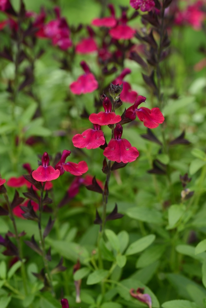 Mirage&trade; 'Burgundy' - Salvia greggii (Sage) from Paradise Acres Garden Center