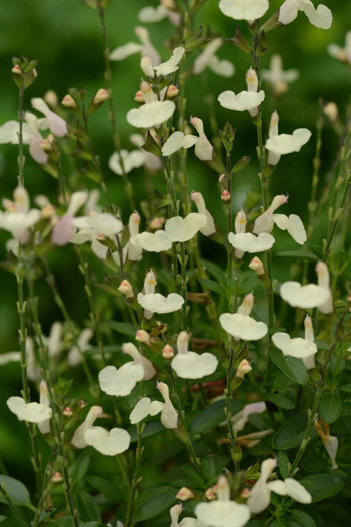 Mirage&trade; 'Cream' - Salvia greggii (Sage) from Paradise Acres Garden Center