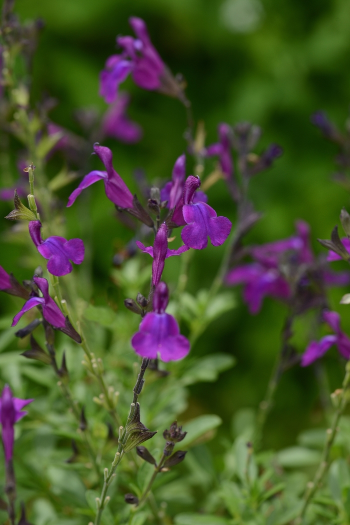 Mirage&trade; 'Deep Purple' - Salvia greggii (Sage) from Paradise Acres Garden Center