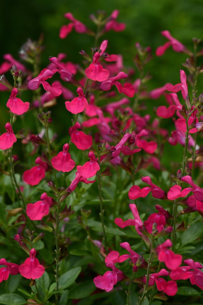 Mirage&trade; 'Hot Pink' - Salvia greggii (Sage) from Paradise Acres Garden Center