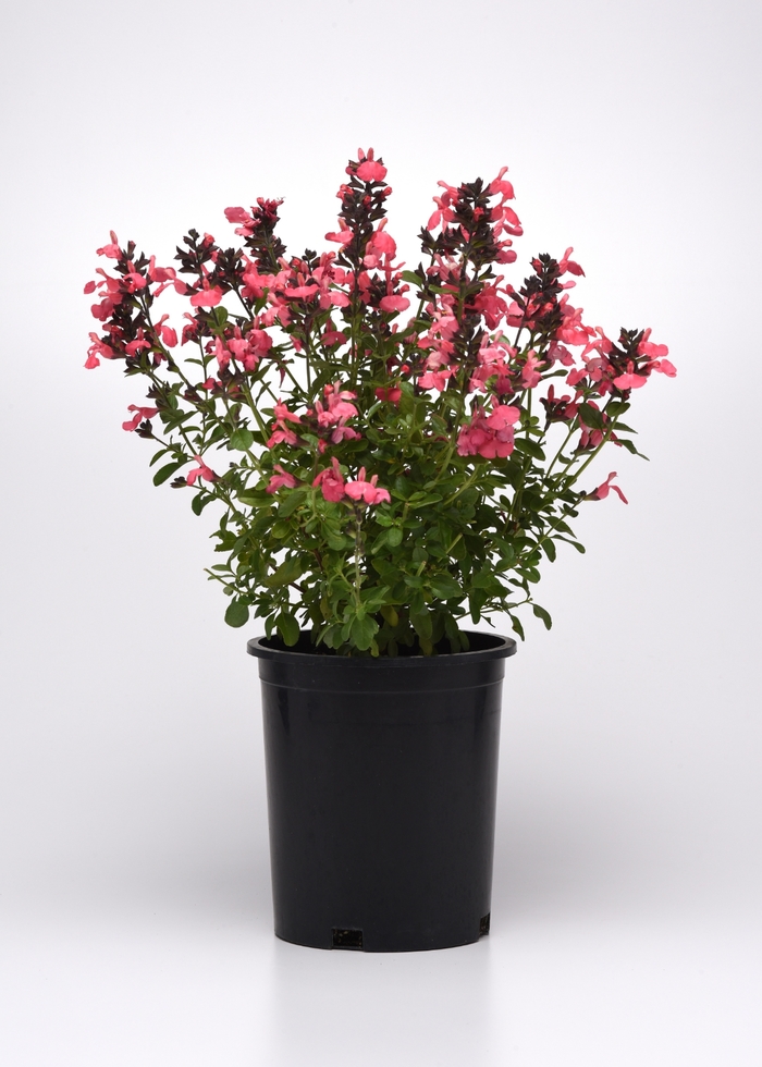 Mirage&trade; 'Salmon' - Salvia greggii (Sage) from Paradise Acres Garden Center