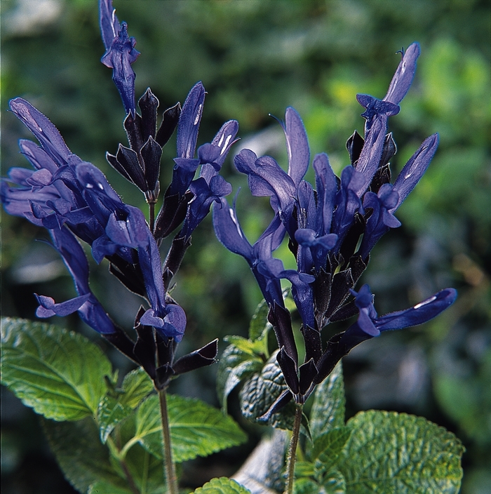 'Black & Blue' Sage - Salvia guaranitica from Paradise Acres Garden Center