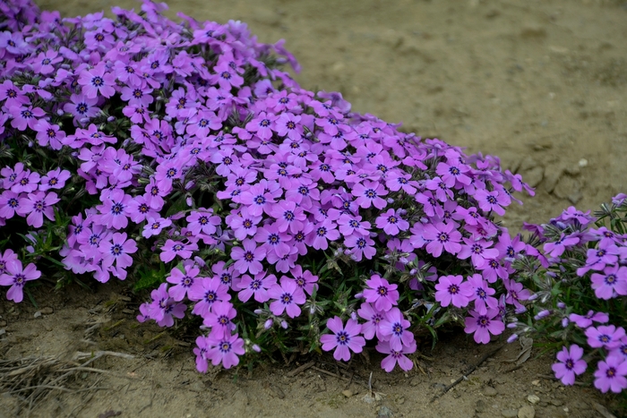 'Eye Shadow' Creeping Phlox - Phlox subulata from Paradise Acres Garden Center