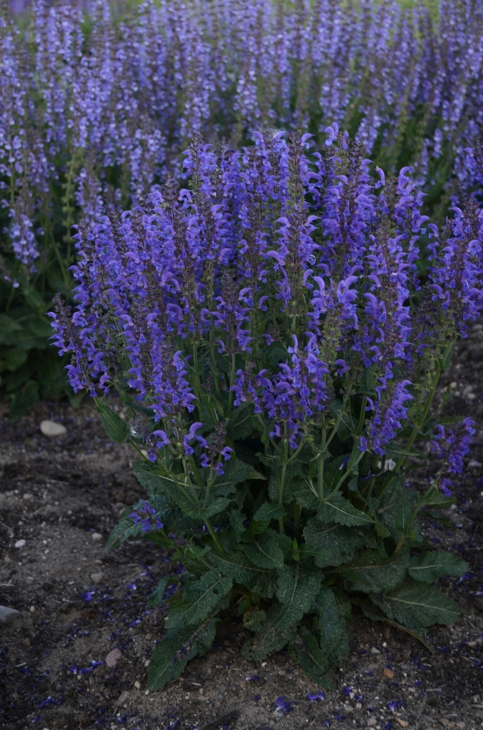 Color Spires&reg; 'Indiglo Girl' - Salvia (Perennial Salvia) from Paradise Acres Garden Center