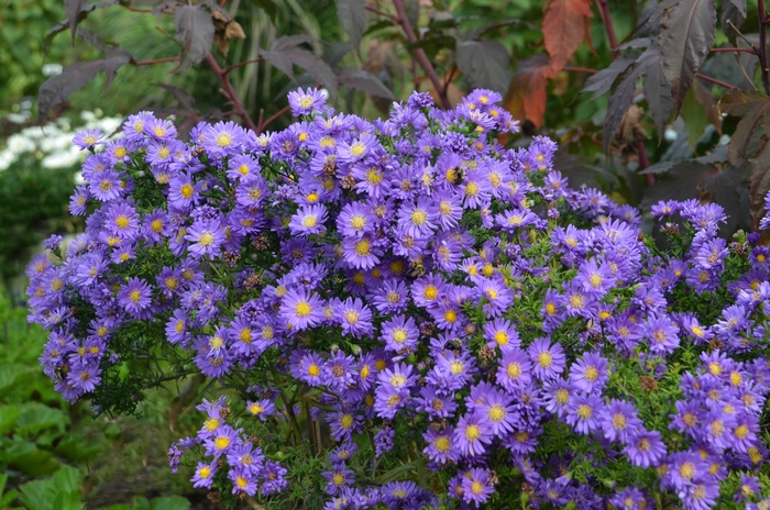 Kickin&reg; 'Lilac Blue' - Aster from Paradise Acres Garden Center