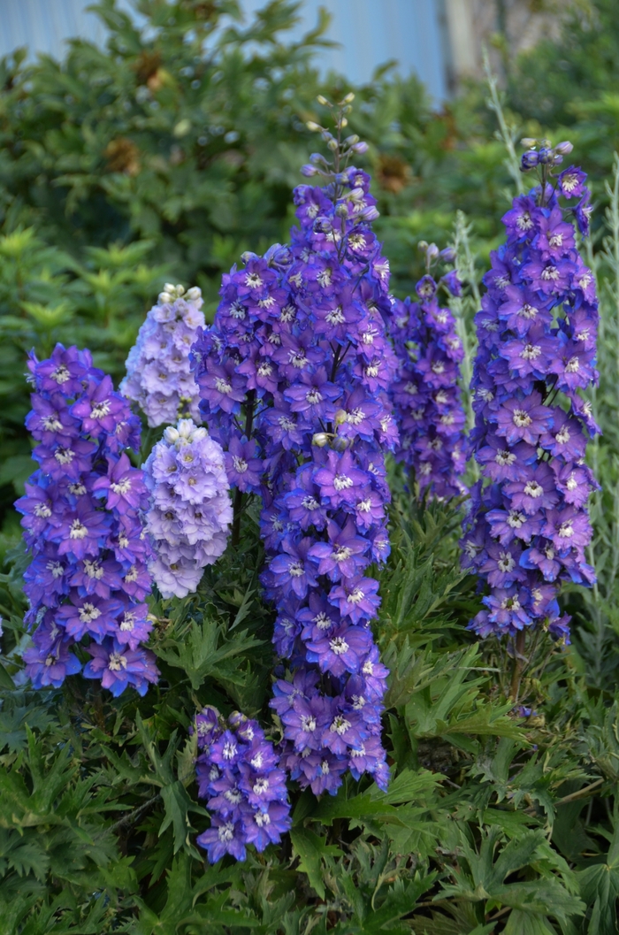 New Millennium&trade; 'Stars' - Delphinium elatum (Larkspur) from Paradise Acres Garden Center