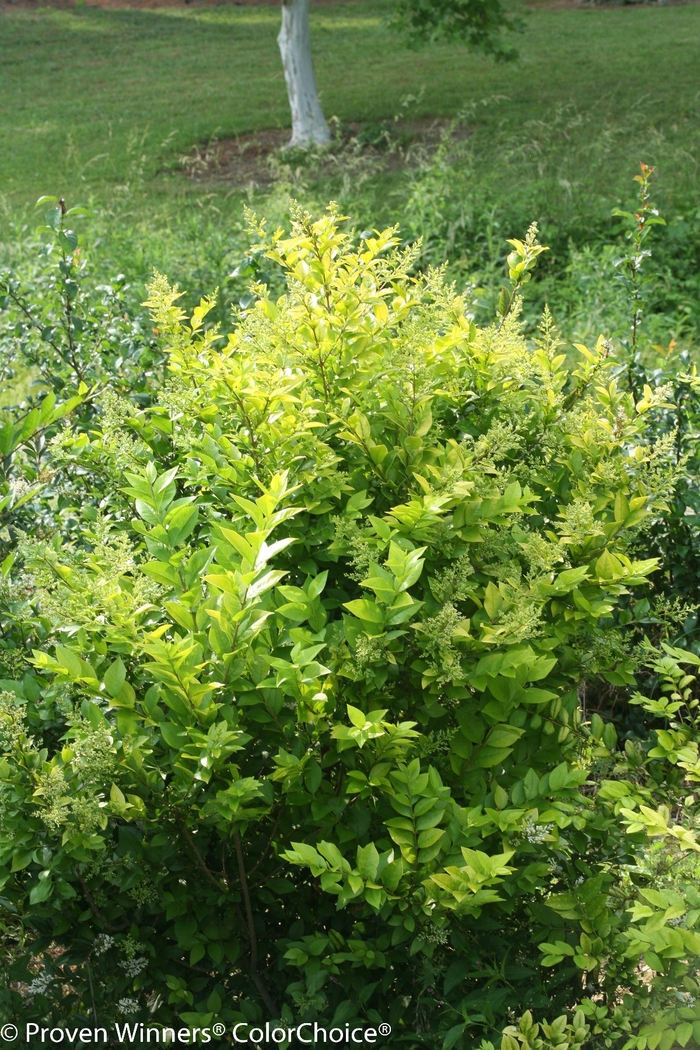 'Golden Ticket&reg;' Privet - Ligustrum x vicaryi from Paradise Acres Garden Center