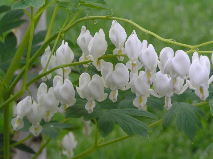 'Alba' Bleeding Heart - Dicentra spectabilis from Paradise Acres Garden Center