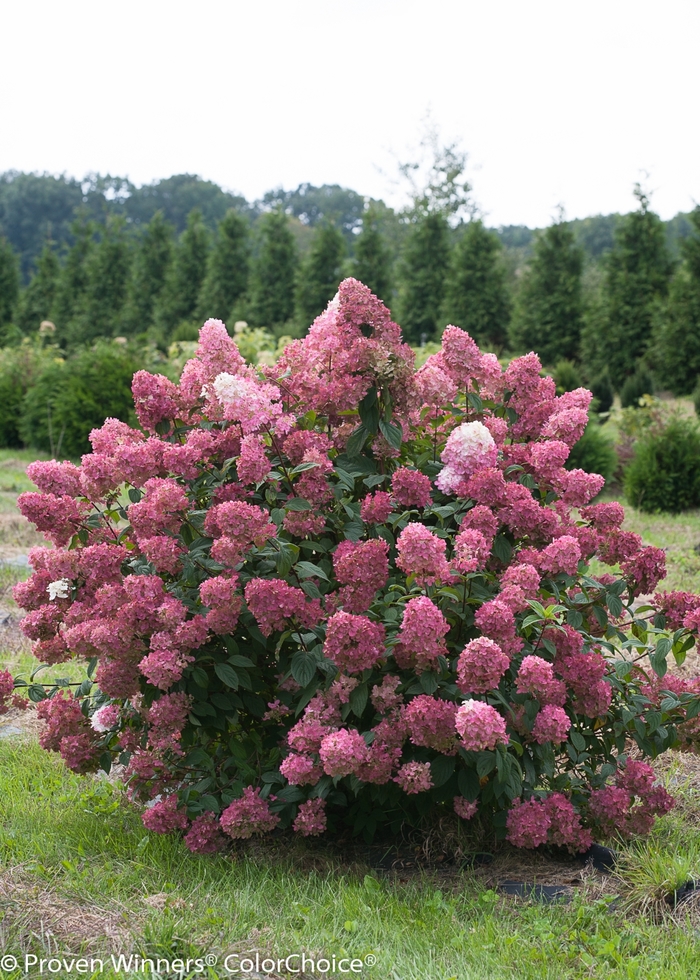 'Fire Light&reg;' Panicle Hydrangea - Hydrangea paniculata from Paradise Acres Garden Center