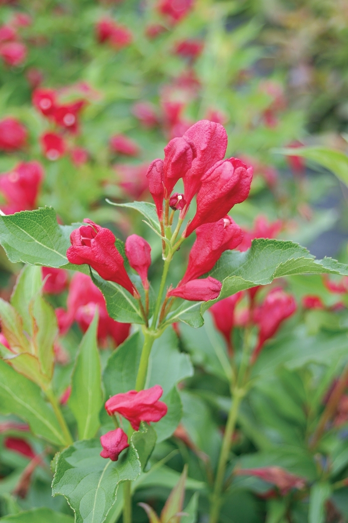 Sonic Bloom&reg; 'Red' - Weigela florida from Paradise Acres Garden Center