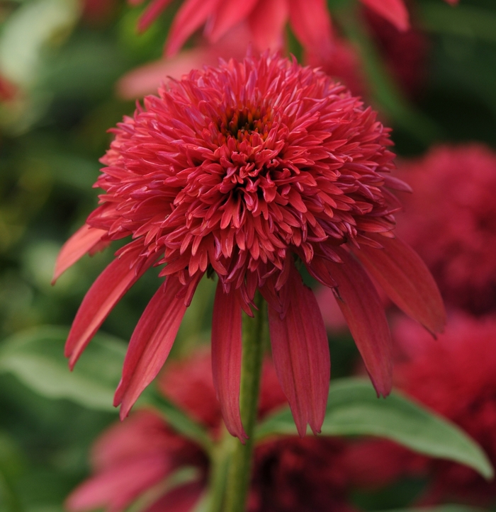 Double Scoop&trade; 'Cranberry' - Echinacea (Coneflower) from Paradise Acres Garden Center