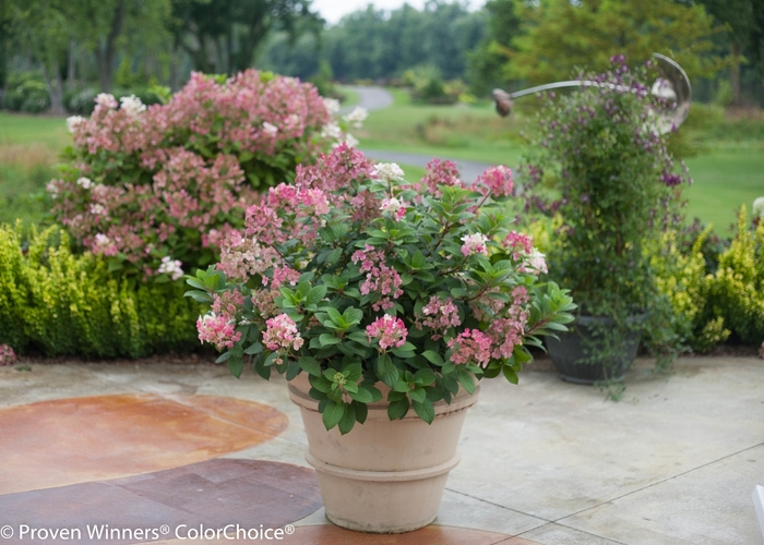 'Little Quick Fire&reg;' Panicle Hydrangea - Hydrangea paniculata from Paradise Acres Garden Center