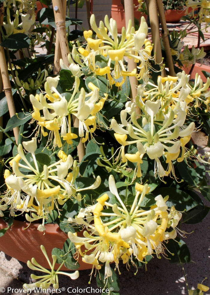 'Scentsation' Honeysuckle - Lonicera periclymenum from Paradise Acres Garden Center