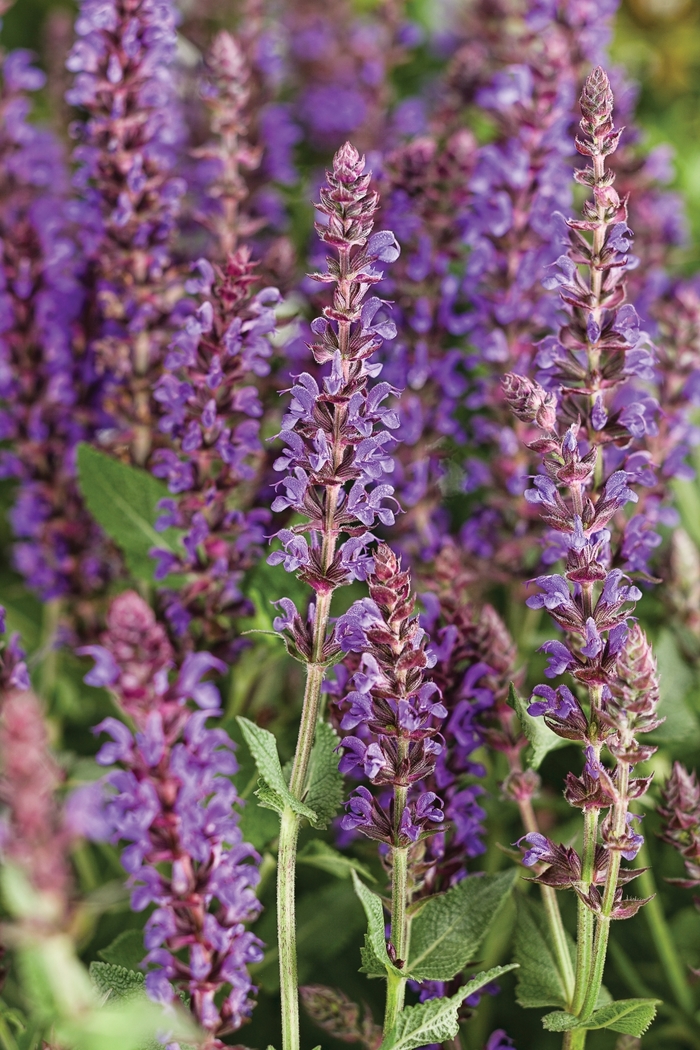 Color Spires&reg; 'Violet Riot' - Salvia nemorosa from Paradise Acres Garden Center