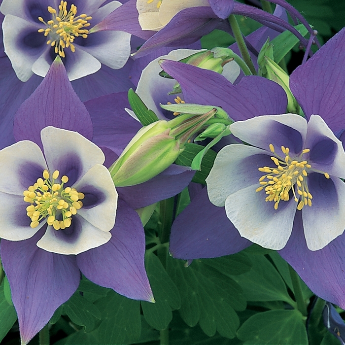 Origami&trade; 'Blue & White' - Aquilegia caerulea (Columbine) from Paradise Acres Garden Center