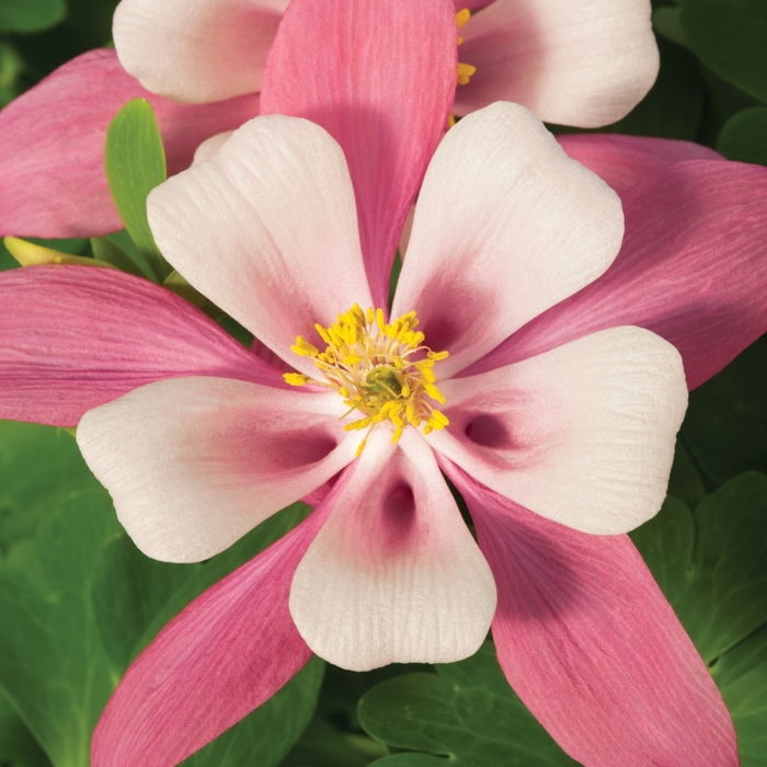Origami&trade; 'Pink and White' - Aquilegia caerulea (Columbine) from Paradise Acres Garden Center