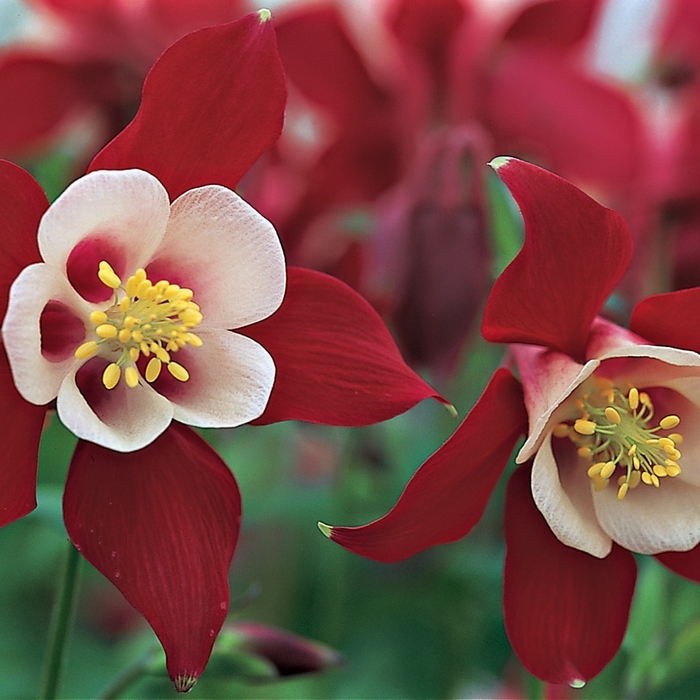 Origami&trade; 'Red & White' - Aquilegia caerulea (Columbine) from Paradise Acres Garden Center