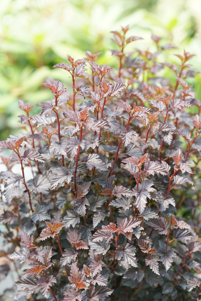 Summer Wine&reg; Black - Physocarpus opulifolius (Ninebark) from Paradise Acres Garden Center
