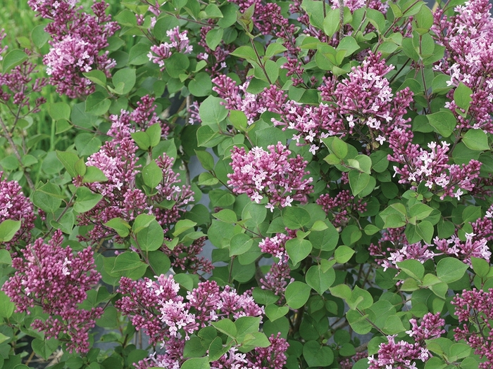 Bloomerang&reg; 'Dwarf Purple' - Syringa (Reblooming Lilac) from Paradise Acres Garden Center