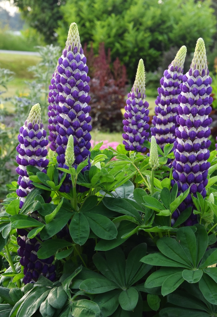 Westcountry&trade; 'Blacksmith' - Lupinus polyphyllus (Lupine) from Paradise Acres Garden Center