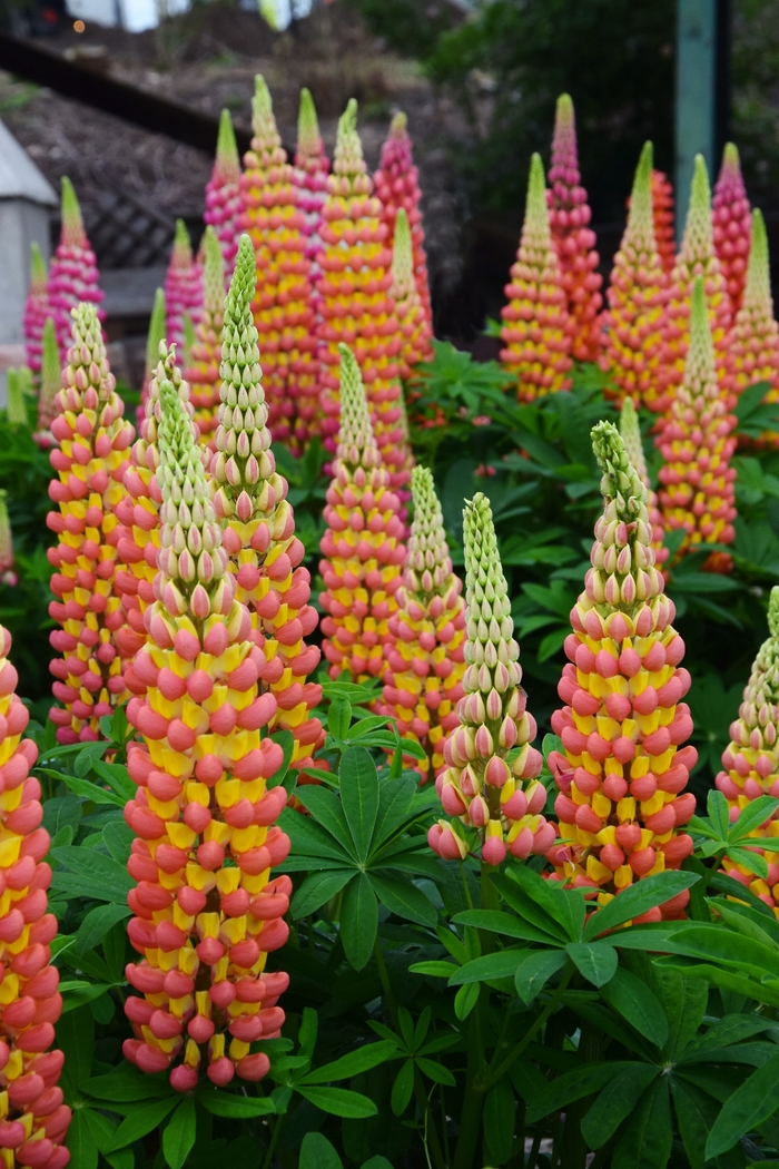 Westcountry&trade; 'Gladiator' - Lupinus polyphyllus (Lupine) from Paradise Acres Garden Center