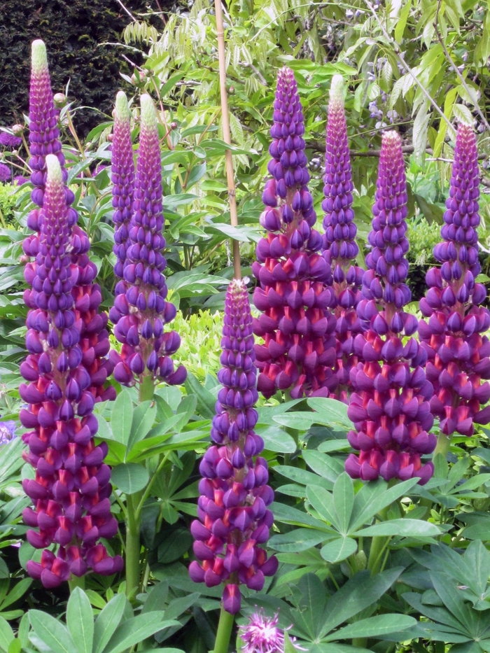 Westcountry&trade; 'Masterpiece' - Lupinus polyphyllus (Lupine) from Paradise Acres Garden Center