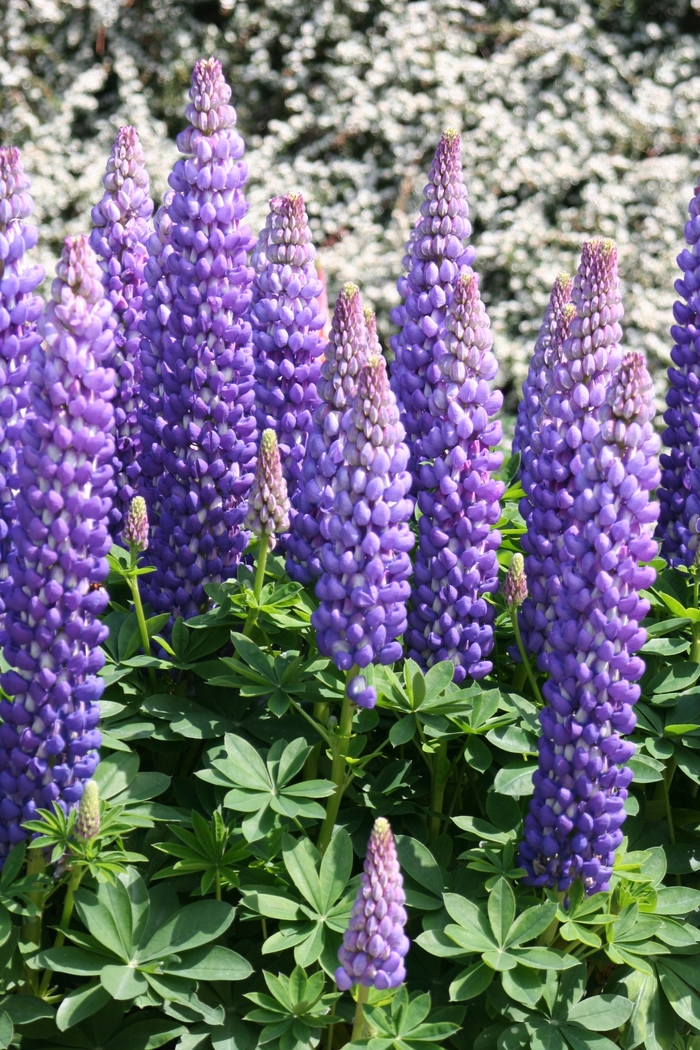 Westcountry&trade; 'Persian Slipper' - Lupinus polyphyllus (Lupine) from Paradise Acres Garden Center