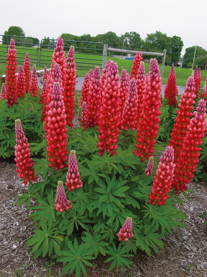 Westcountry&trade; 'Red Rum' - Lupinus polyphyllus (Lupine) from Paradise Acres Garden Center
