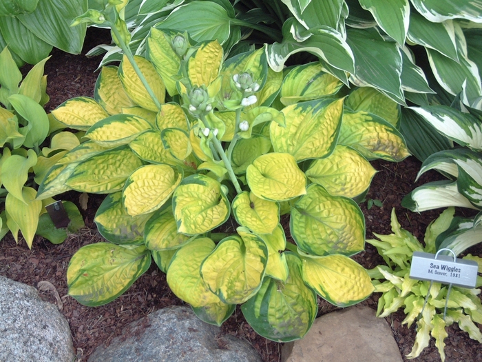 'Rainforest Sunrise' Hosta, Plantain Lily - Hosta from Paradise Acres Garden Center