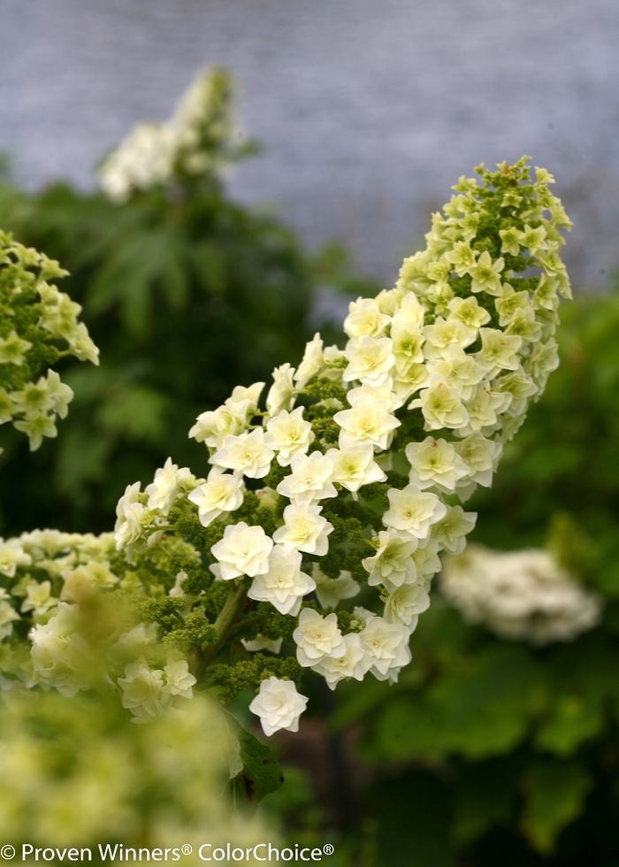 'Gatsby Star&reg;' Oakleaf Hydrangea - Hydrangea quercifolia from Paradise Acres Garden Center